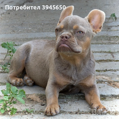Френски булдог - Изабела , снимка 2 - Френски булдог - 54485751