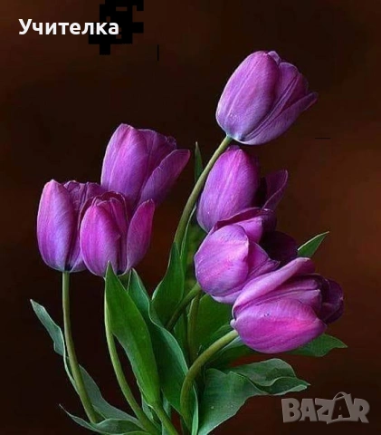 Уроци по математика Пловдив