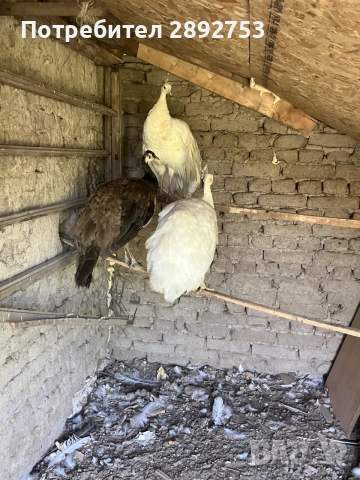 Индийска паунка, снимка 2 - други­ - 55582664