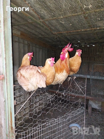 Продавам жълт легхорн