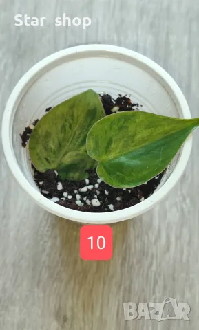 Филодендрон- Philodendron Hederaceum Variegata, снимка 10 - Стайни растения - 55295623