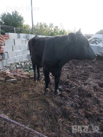 prodavam majko tele za klane mejdu 250 i 300 kilograma