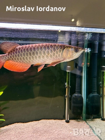 Asian Arowana gold crossback blue base