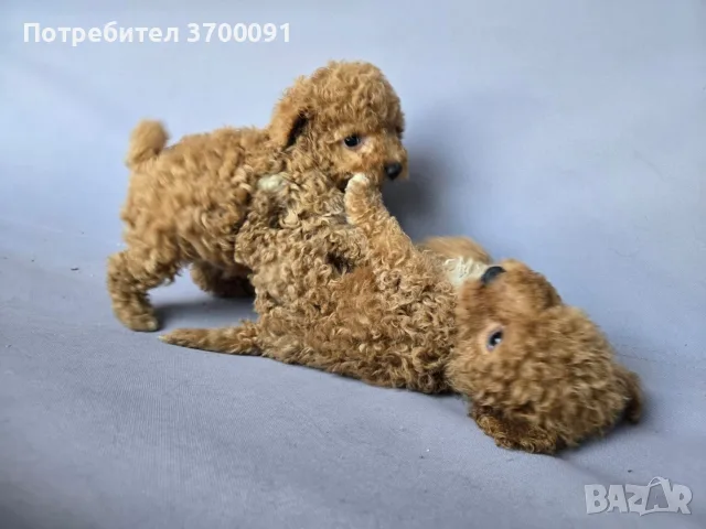 мини пуделчета / пудел, снимка 7 - Пудели - 55631536