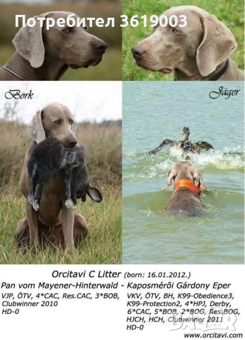 Ваймаранери , снимка 17 - Ваймаранер - 54205375