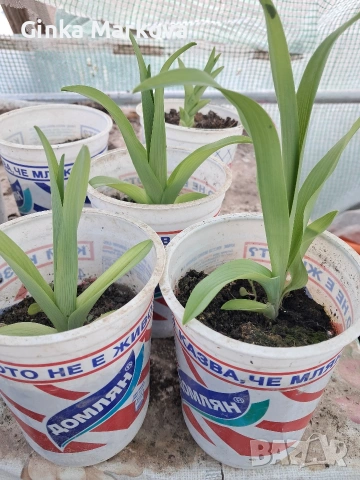 Хемерокалис- 2 евро, снимка 2 - Градински цветя и растения - 54083024