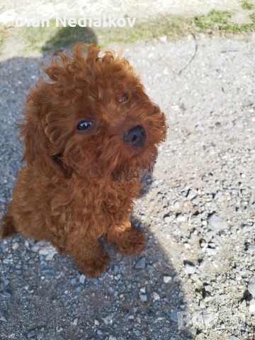 Той пудел родословен .