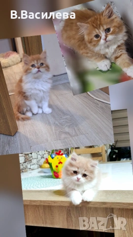 Персийски котета