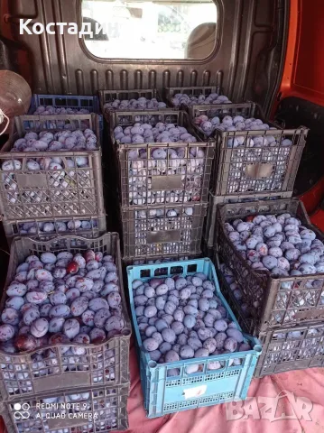 Продавам Сливи Стенлей 