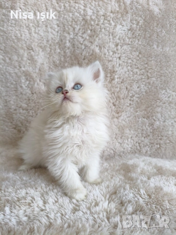 кой иска да спинка с мене в Хасково сме, снимка 5 - Британска късокосместа - 54302915