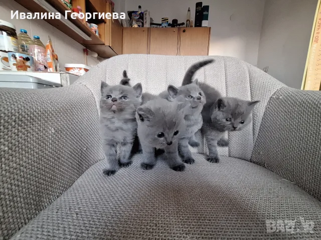 британска късокосместа , снимка 3 - Британска късокосместа - 55567487