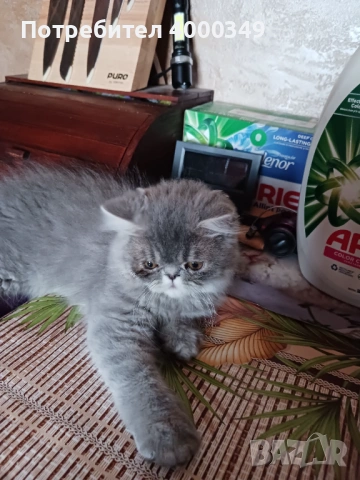 Продавам мъжко персийче 