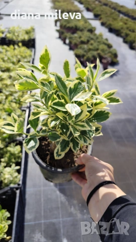 Евонимус Браво, Euonymus japonicus Bravo, снимка 6 - Градински цветя и растения - 54457987
