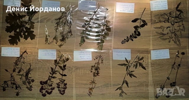 Продавам ламиниран хербарий , снимка 7 - Други - 54919513