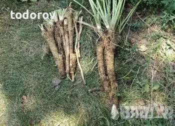 Корени  от Хрян 