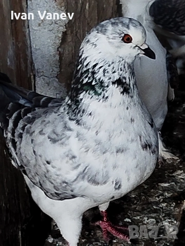 декоративни, снимка 7 - Гълъби - 54241635