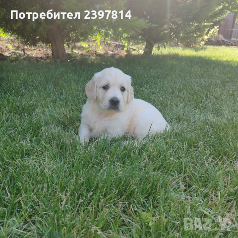 Голдън ретривър , снимка 8 - Голдън ретривър - 55008971
