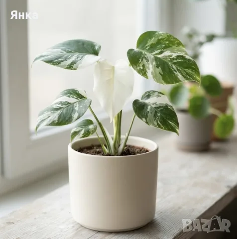 Monstera White Monster, снимка 2 - Стайни растения - 55322837