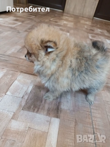 Кученце женски померан
