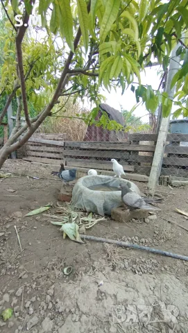 Гълъби мардинли , снимка 4 - Гълъби - 55407953