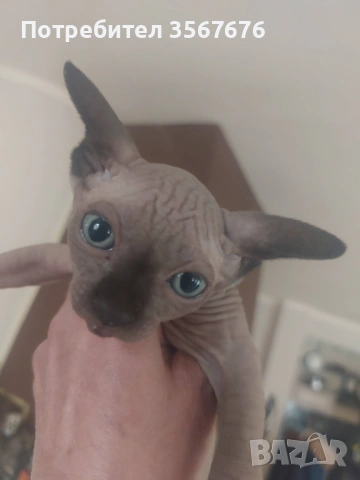 Канадски Сфинкс , снимка 6 - Сфинксове - 54061864