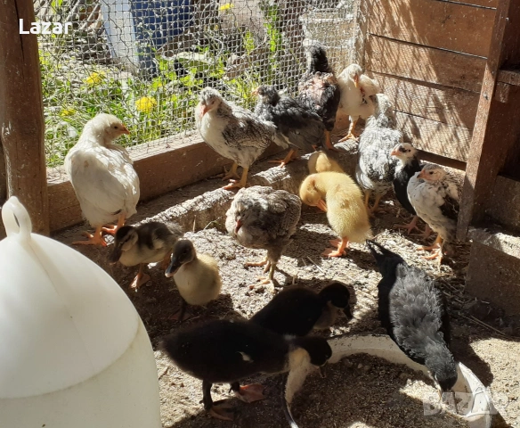 Продавам домашно люпени пиленца