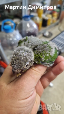 Пирура Молина 