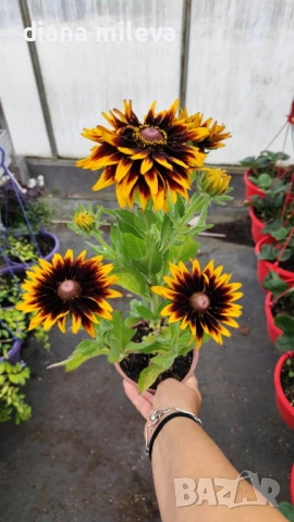 Рудбекия, Rudbeckia hirta pawnee spirit gold black eye, снимка 9 - Градински цветя и растения - 54887629