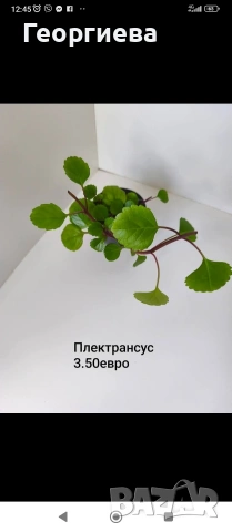 декоративно листни растения , снимка 2 - Стайни растения - 54615479