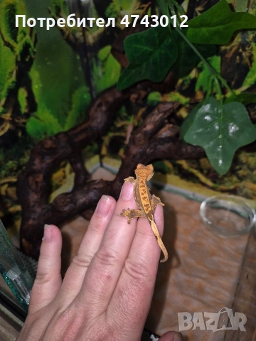Ресничест бананояден гекон (Rhacodactylus ciliatus), снимка 9 - Гекон - 53540739
