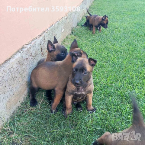 Кученца порода Малиноа EU, снимка 2 - Белгийска овчарка - 55072954