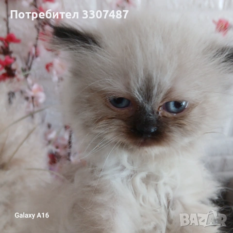 Коте Регдол
