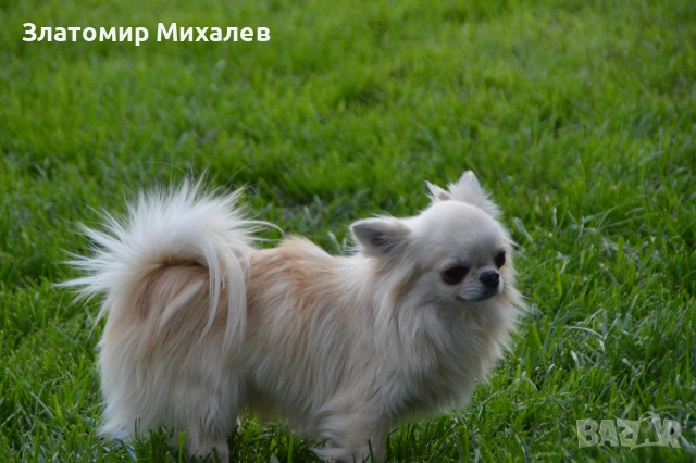 Чихуахуа/ Разплод 