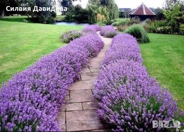 лавандула 