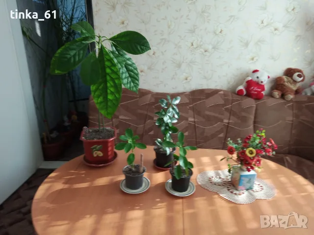 Стайни и градински цветя 