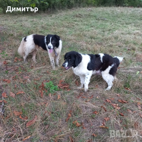 мъжко кутре, снимка 10 - Каракачанска овчарка - 55009794