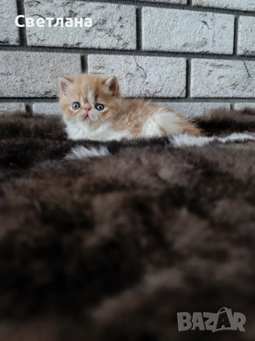 Екзотично късокосместо коте , снимка 5 - Персийска - 54730987
