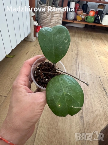 Hoya Хоя Michele , снимка 2 - Стайни растения - 54569672