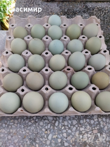 Кокошки Ексел 10м., снимка 5 - други­ - 54309271