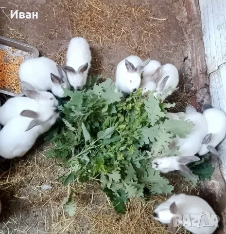 Калифорнийски зайчета, снимка 3 - Други - 55417602