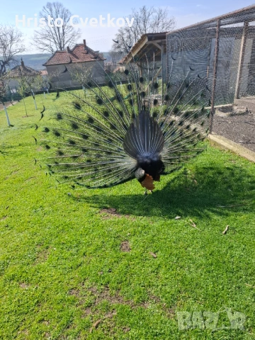 Паун индийски и чернокрил, снимка 11 - други­ - 53457224