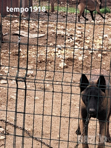 Белгийски Овчарки Малиноа, снимка 6 - Белгийска овчарка - 47358276