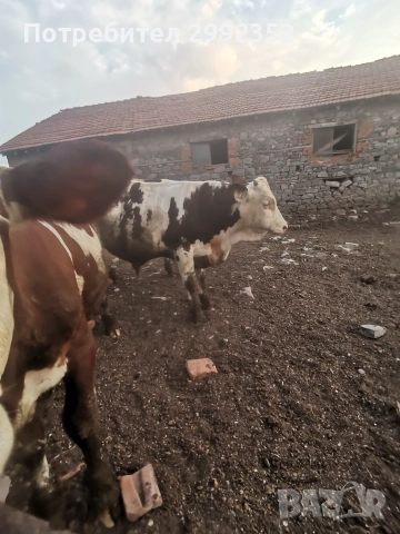 Majki mesodaini teleta 5 evro jivo teglo 3 broq mejdo 250 i 300 kg, снимка 3 - Крави - 55149076