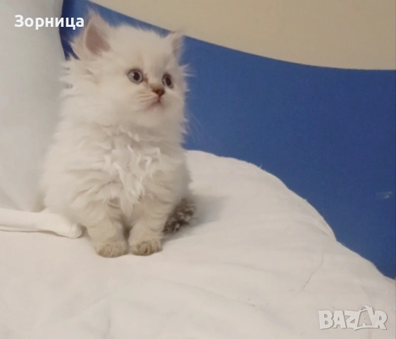 Британско дългокосместо коте, снимка 11 - Британска късокосместа - 54337713