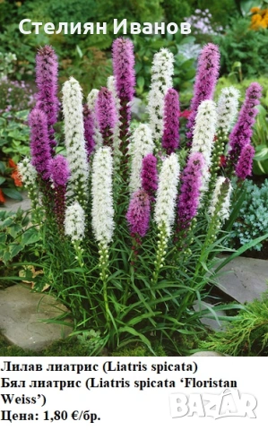 Лиатрис (Liatris spicata) - лилав и бял; грудки, снимка 1 - Сортови семена и луковици - 53656309