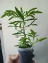 Каланхое еленови рога, kalanchoe laciniata, снимка 3