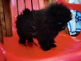 Продава се мини Померан, снимка 4