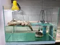 Водна костенурка с аквариум и аксесоари , снимка 1