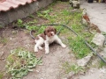 Продавам Лагото Романьоло куче, снимка 3