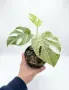 Monstera Devil Monster, снимка 2
